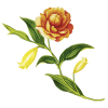 Robijn Collections 3 in 1 Wascapsules Paradise Secret (15 wasbeurten) SRO05360 - 4
