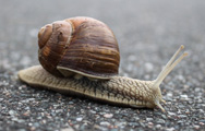 Slakkensporen verwijderen