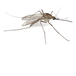 Muggen verjagen