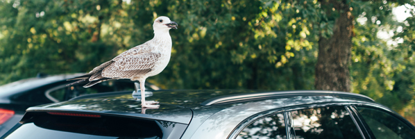 Vogelpoep verwijderen