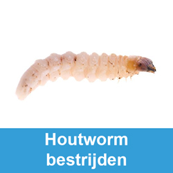 Houtworm bestrijden