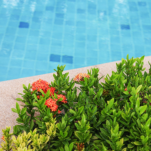 Is zwembadwater schadelijk voor planten?